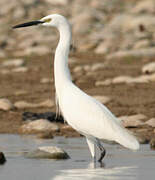 Aigrette garzette