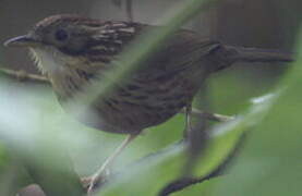 Puff-throated Babbler