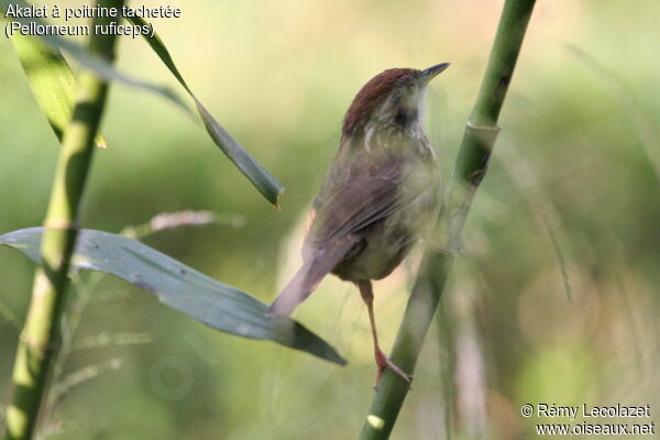 Puff-throated Babbler