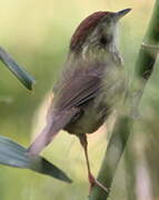 Puff-throated Babbler