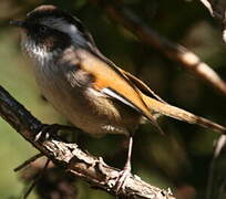 White-browed Fulvetta