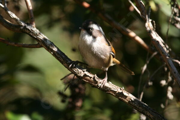 White-browed Fulvetta