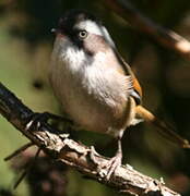 White-browed Fulvetta