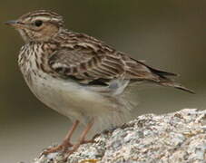 Woodlark