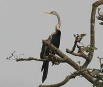 Anhinga roux