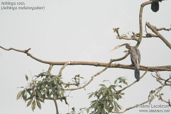 Anhinga roux