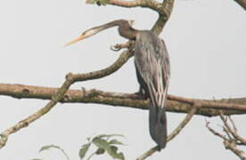 Anhinga roux