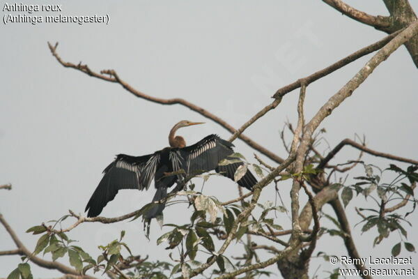 Anhinga roux