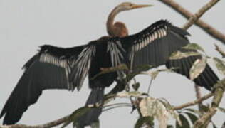 Anhinga roux