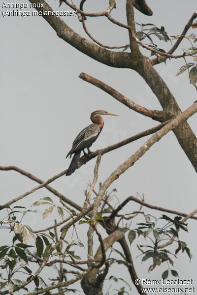 Oriental Darter