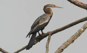 Anhinga roux