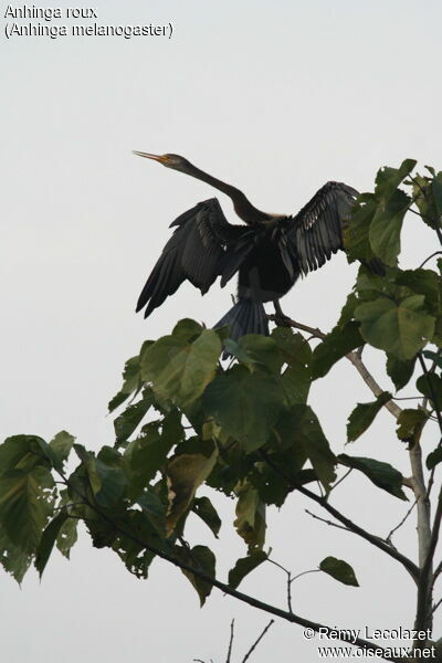 Anhinga roux