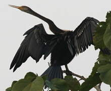 Anhinga roux