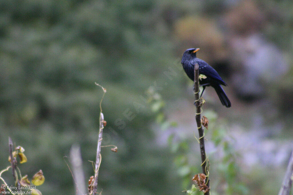 Arrenga siffleur