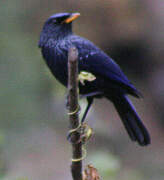 Blue Whistling Thrush