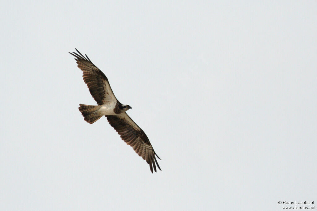 Western Osprey