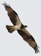 Western Osprey