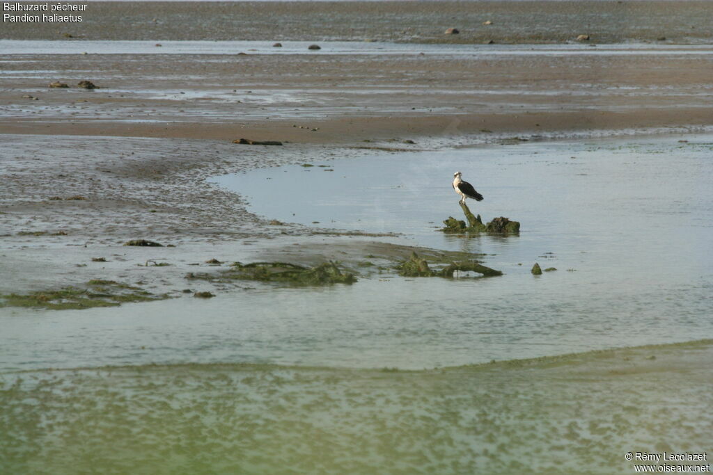 Western Osprey