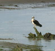 Western Osprey