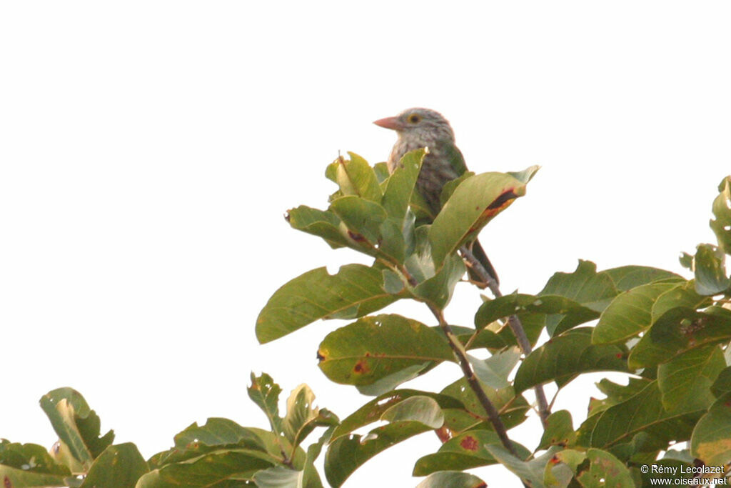 Lineated Barbet