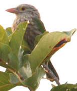 Lineated Barbet