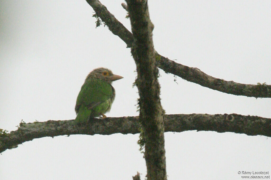 Lineated Barbet