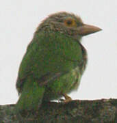 Lineated Barbet