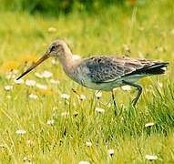 Black-tailed Godwit