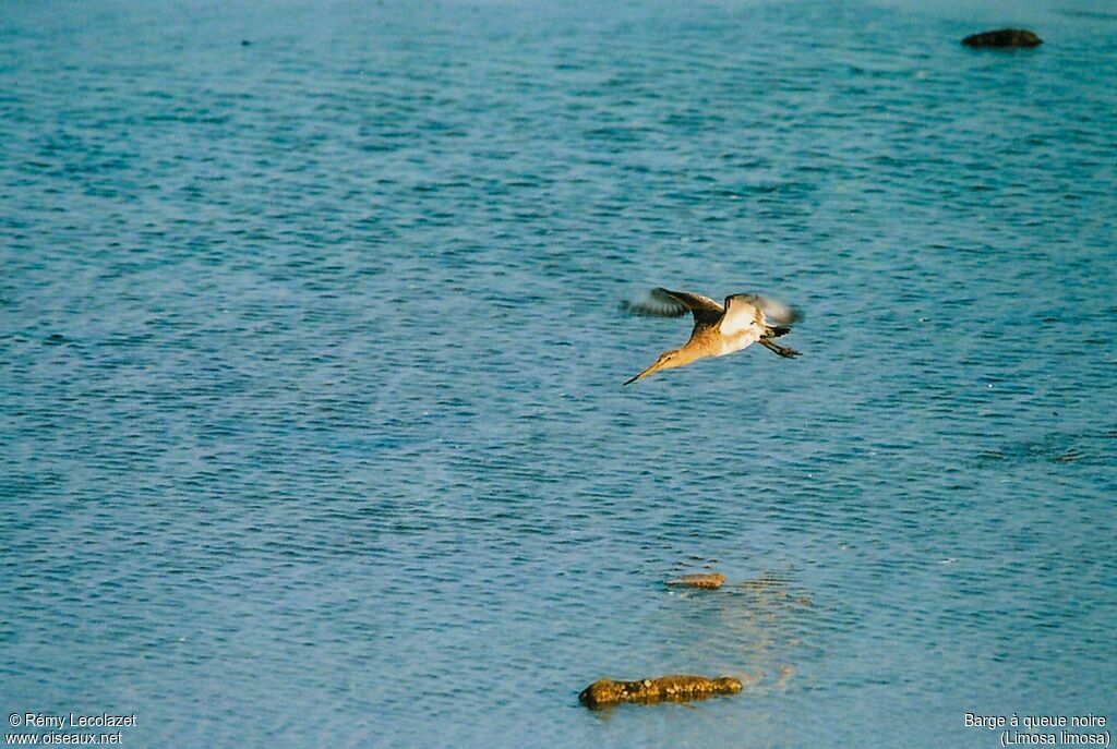 Black-tailed Godwit