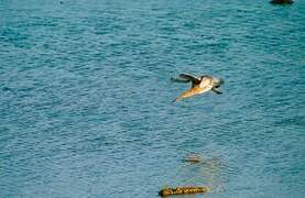 Black-tailed Godwit