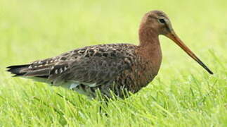 Black-tailed Godwit