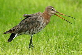 Black-tailed Godwit