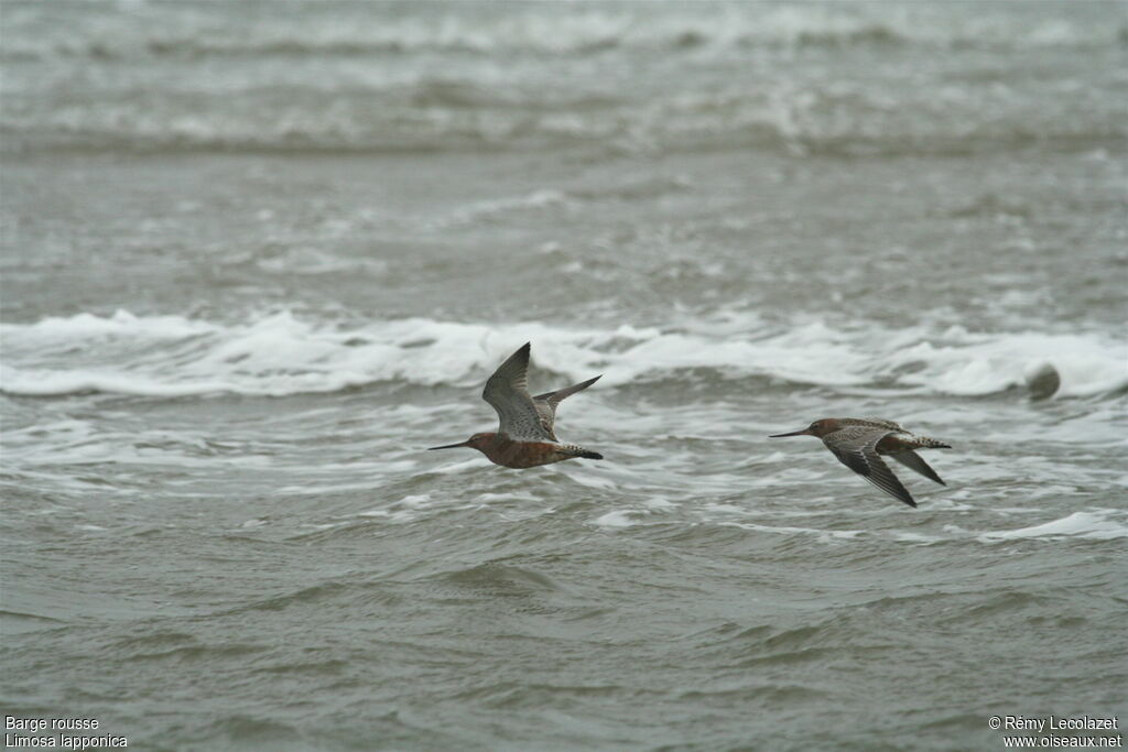 Bar-tailed Godwit