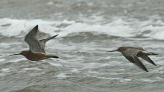 Bar-tailed Godwit