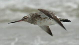 Bar-tailed Godwit