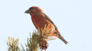 Red Crossbill