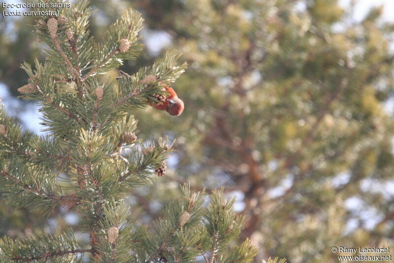 Red Crossbill