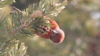 Red Crossbill