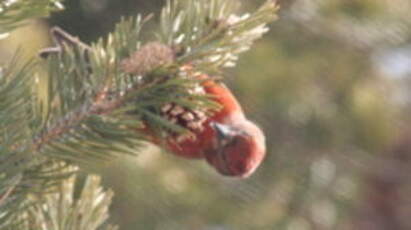 Bec-croisé des sapins