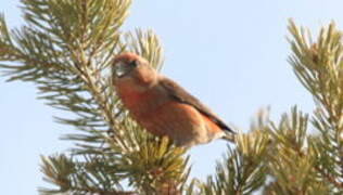 Red Crossbill