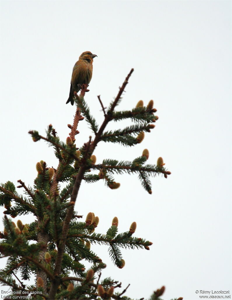 Red Crossbill