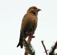 Red Crossbill