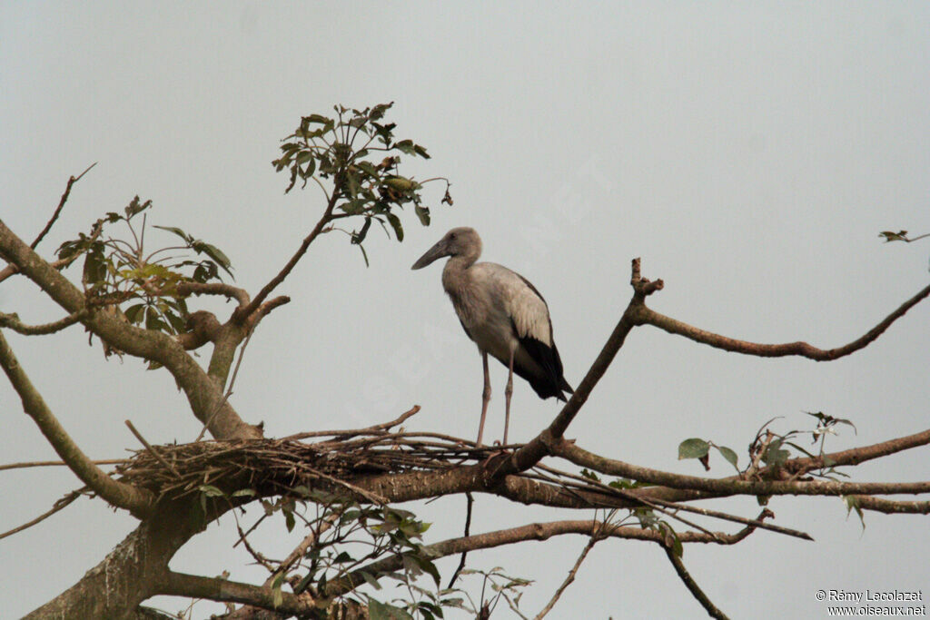 Asian Openbill