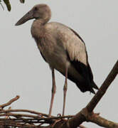 Asian Openbill