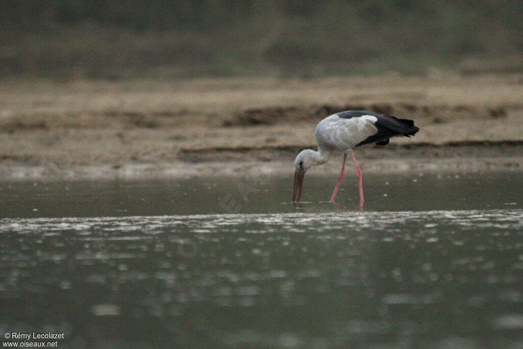 Asian Openbill