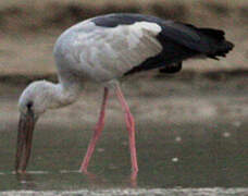 Asian Openbill