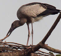 Asian Openbill