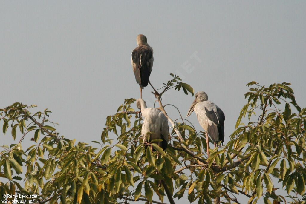 Asian Openbill