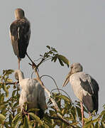 Asian Openbill