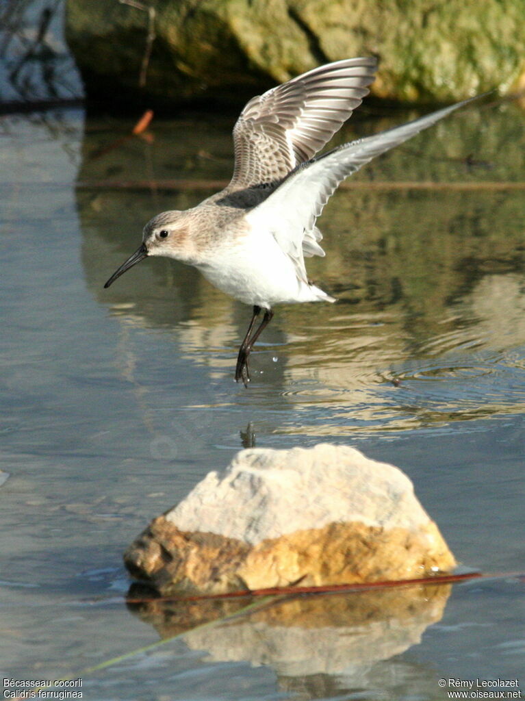 Curlew Sandpiperjuvenile